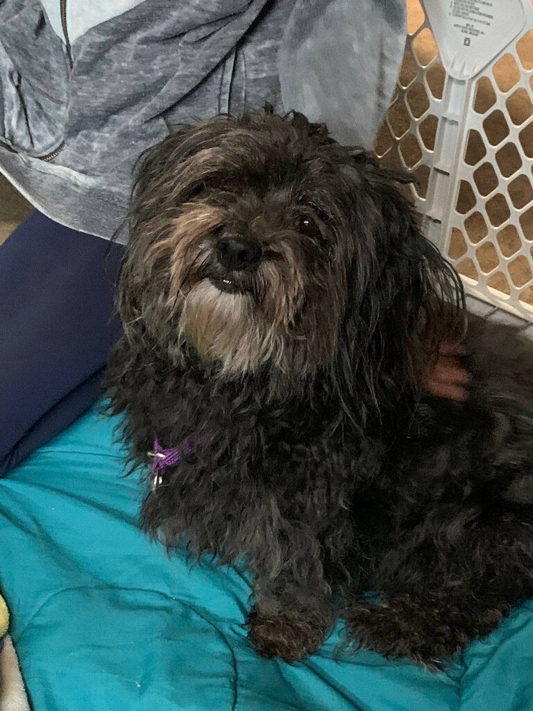 LostDogsIL's tweet photo. https://t.co/Qc22GYJ0Sl #DoYouKnowThisDog? SW Hwy &amp; Melvina Ave, #OakLawn, #CookCounty, #IL, 60453.  

Female -Terrier/Poodle - Black.  Found: 11-27-2022

CONTACT:    
Email:  398b5fdf@contact.petfbi.org 

--- Do you have information about this dog? Please contact the owner/fin… https://t.co/NmFLHePBrD