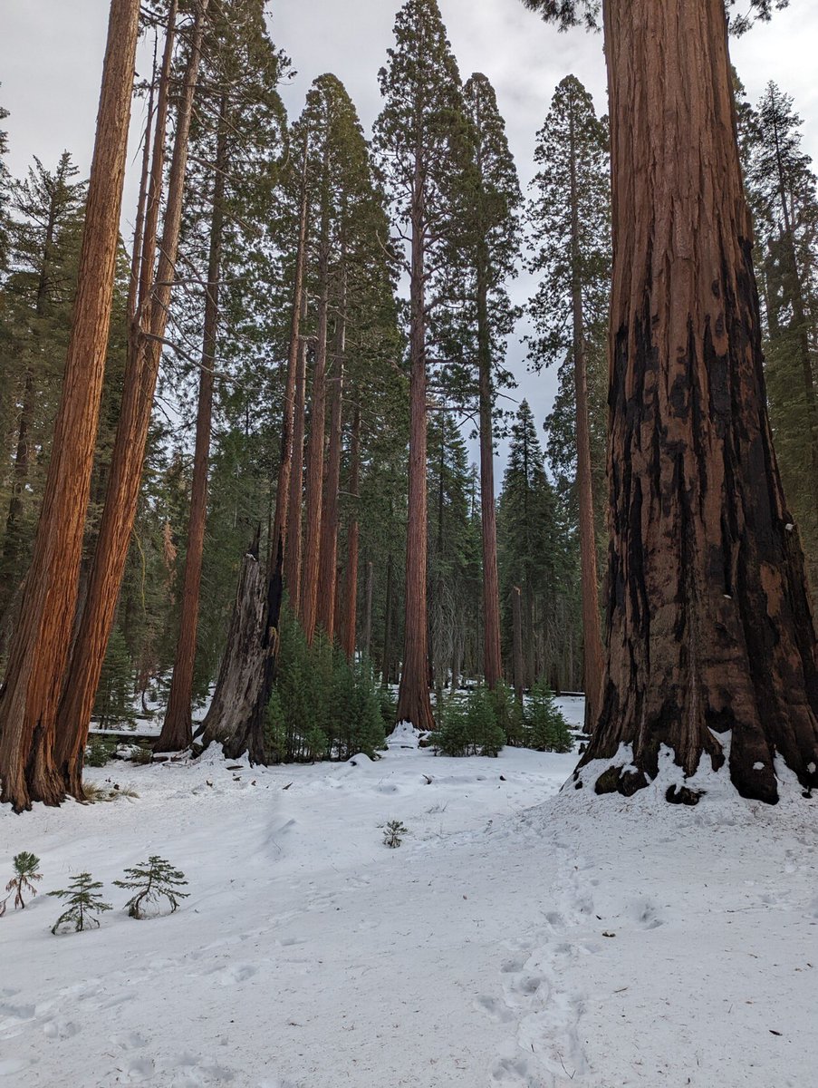 David_Simons_UK's tweet photo. No 🐻 but some amazing 🏔️ , 🌲 and even snow in #Yosemite and #Sequioa national parks. 

Exploring the US one national park at a time. 2 down 51 to go. https://t.co/JruPbSorrL