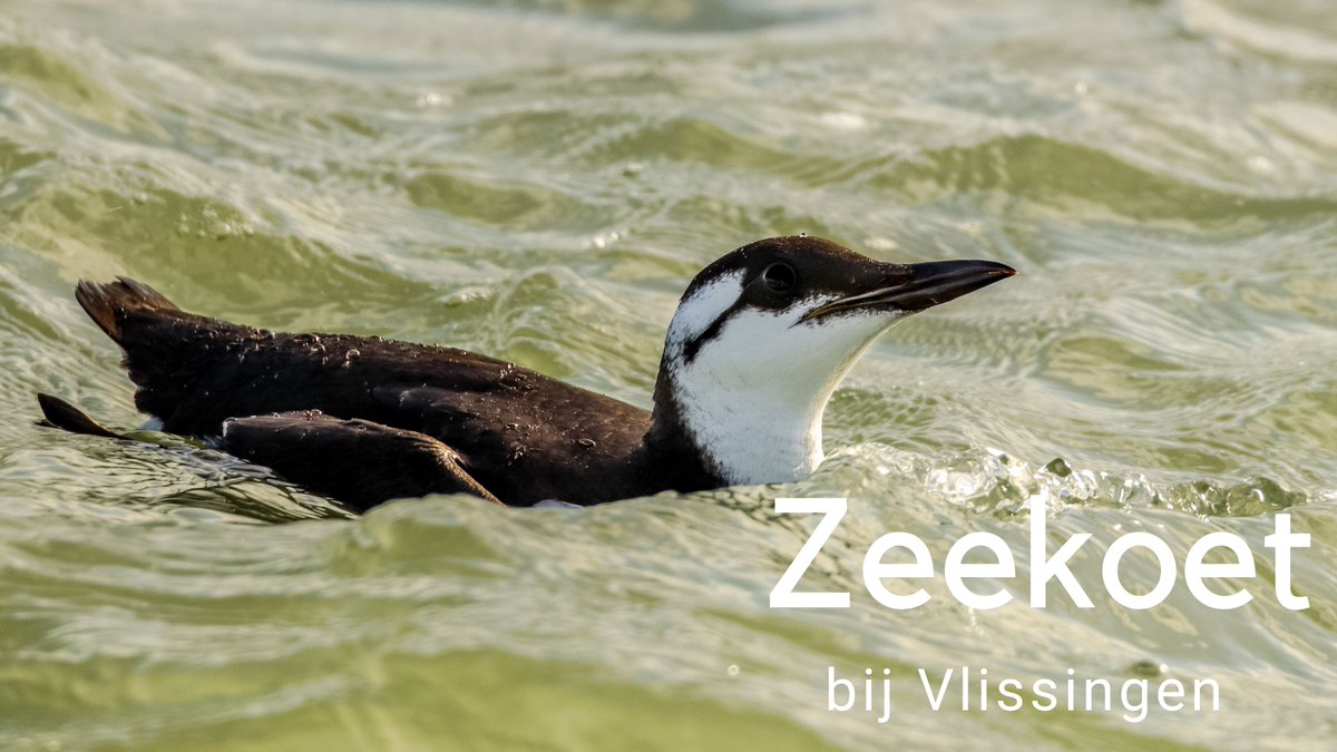 DeVisdief's tweet photo. De roodkeelduiker bij de pier van Vlissingen werd even later vergezeld door een zeekoet. Ook die bleef rond de pier jagen en liet zich van hรฉรฉl dichtbij bekijken: https://t.co/SZ9Ks4w9AO #vlissingen #zeekoet #vogels #natuur https://t.co/deQ3J19kal