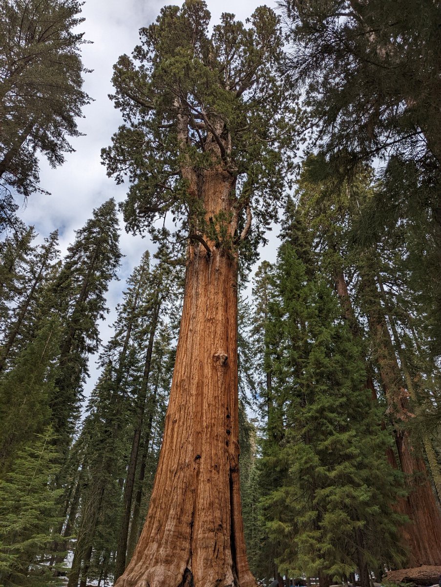 David_Simons_UK's tweet photo. No 🐻 but some amazing 🏔️ , 🌲 and even snow in #Yosemite and #Sequioa national parks. 

Exploring the US one national park at a time. 2 down 51 to go. https://t.co/JruPbSorrL