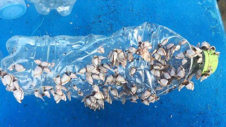 <a href="/BoyRembaya/">Boy rembaya</a> <a href="/pandulaut/">Pandu Laut Nusantara</a> <a href="/susipudjiastuti/">Susi Pudjiastuti</a> <a href="/suhana_web_id/">suhana.web.id</a> <a href="/UNEP/">UN Environment Programme</a> Plastisphere food chain, Om <a href="/BoyRembaya/">Boy rembaya</a>