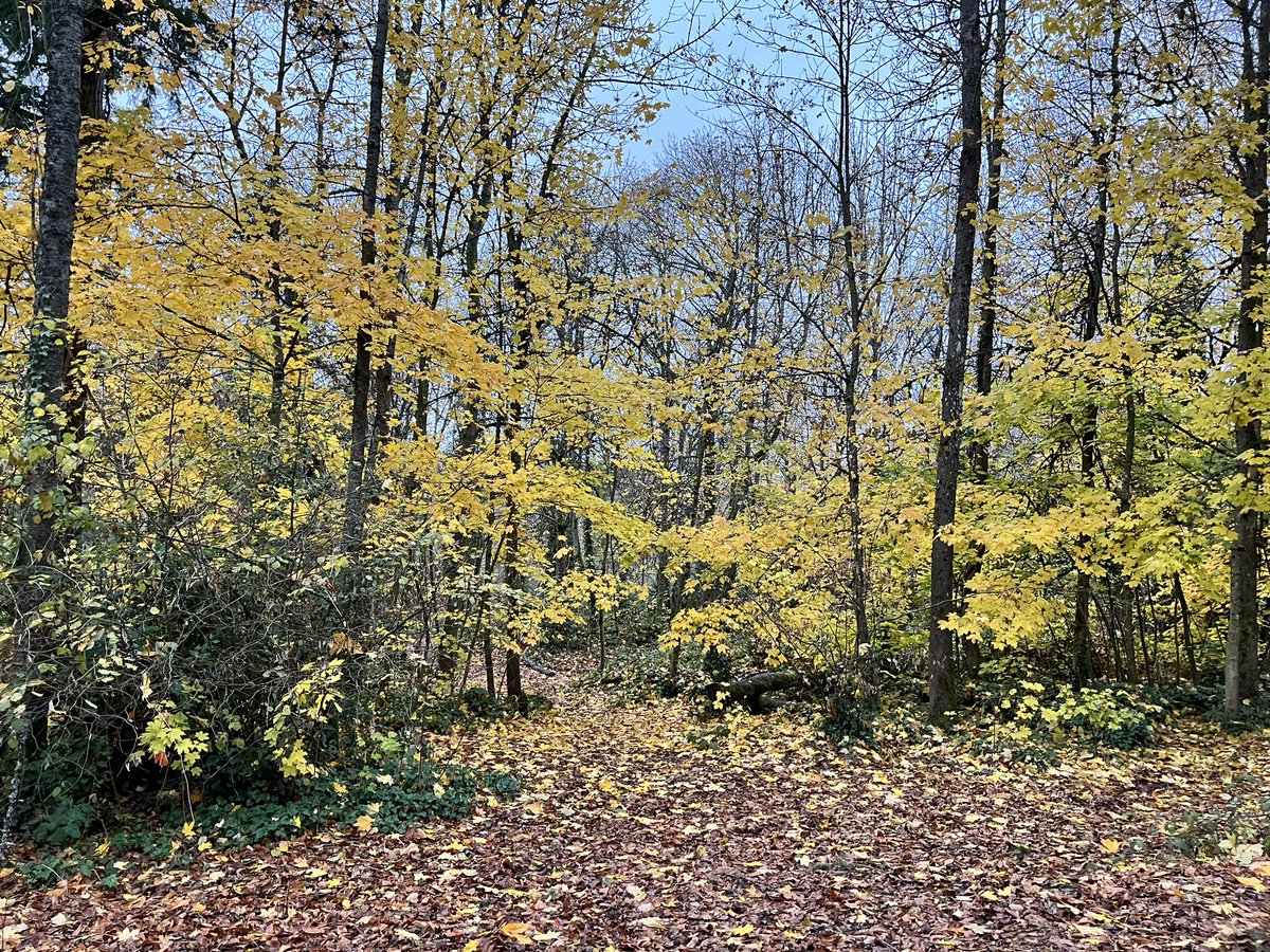 RoadQueen1967's tweet photo. It’s still fall here in western Washington for another few days & then I hear we’re supposed to get some of the dreaded white stuff!! This was at the dog park on our walk yesterday… Have a great day y’all
#fallinthePNW #autumncolors #leavesarefallingallaround #fallfoliage https://t.co/X0beii65iL