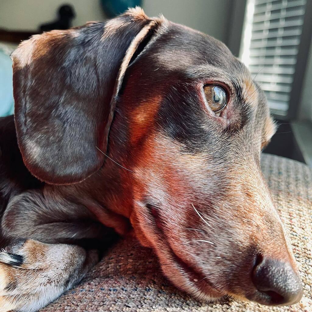 rhuntington3's tweet photo. Dad, look!!! The clouds and rain are gone finally!!! Been cloudy and rainy here since Thanksgiving. Let’s go for a long walk! #chocolateandtandachshund #dachshundsofinstagram #instadachshund #ilovemydachshund #longdogcrew #instadog #ilovemydog #cloudsa… https://t.co/u0vIVHRKYE https://t.co/eadMq8sGgt