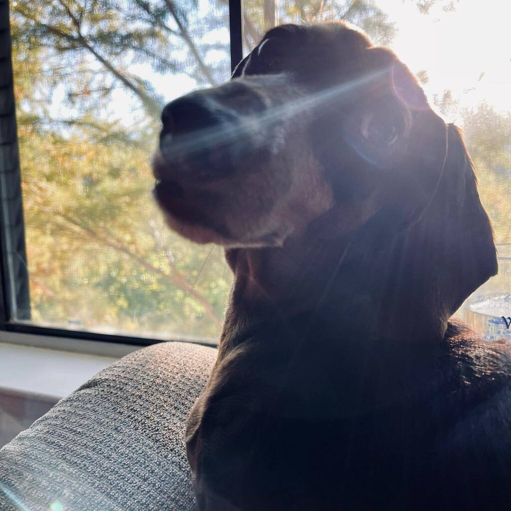 rhuntington3's tweet photo. Dad, look!!! The clouds and rain are gone finally!!! Been cloudy and rainy here since Thanksgiving. Let’s go for a long walk! #chocolateandtandachshund #dachshundsofinstagram #instadachshund #ilovemydachshund #longdogcrew #instadog #ilovemydog #cloudsa… https://t.co/Snd0s5ysk7 https://t.co/fKZSrk38is