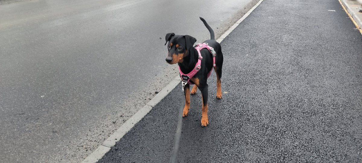 chribban's tweet photo. 🌧 Runstreak 3 Dag 727
#runstreak #runstreaksverige #runeveryday #running #streakrunnersinternational #runwithdog https://t.co/zqlyxwnKlN