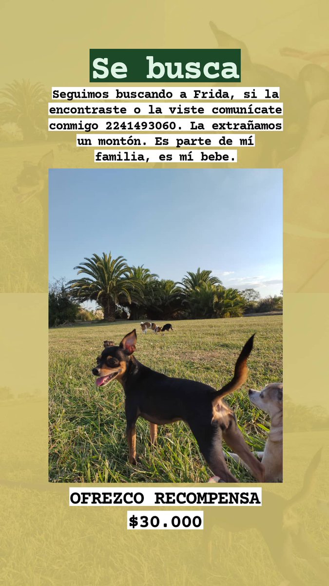 AleeMachado26's tweet photo. De corazón les pido que me ayuden a compartir, Frida tiene que volver a casa. La extrañamos un montón a mí bebe. https://t.co/5w24ITsfGN