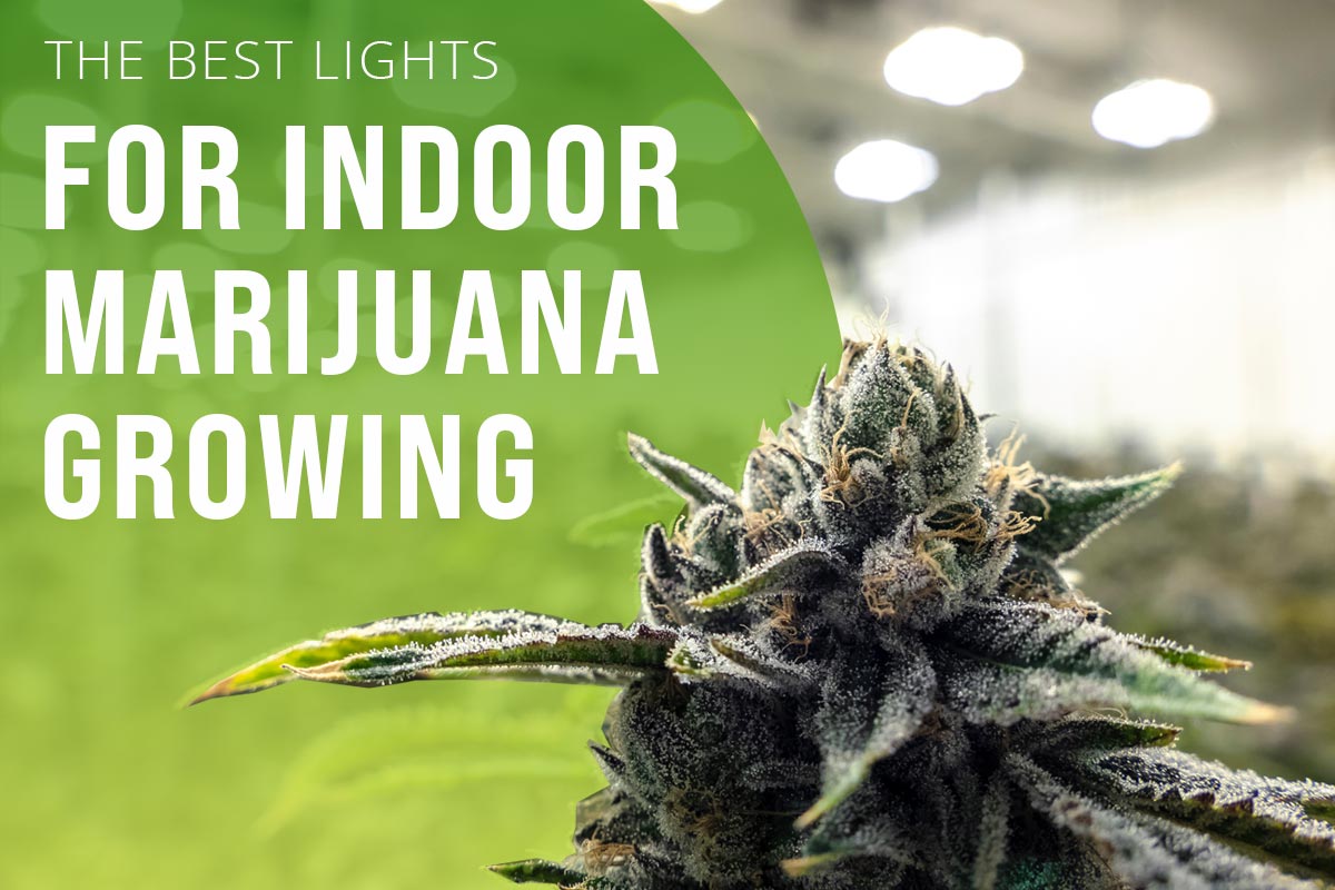 reeferboss's tweet photo. Ready to start growing your own marijuana?
.
.
.
#reeferboss #growmarijuana #homegrown #growtent #weedfarmer #420somewhere #hydroponics

https://t.co/4ksngFNVBA https://t.co/7fKimi8AMP