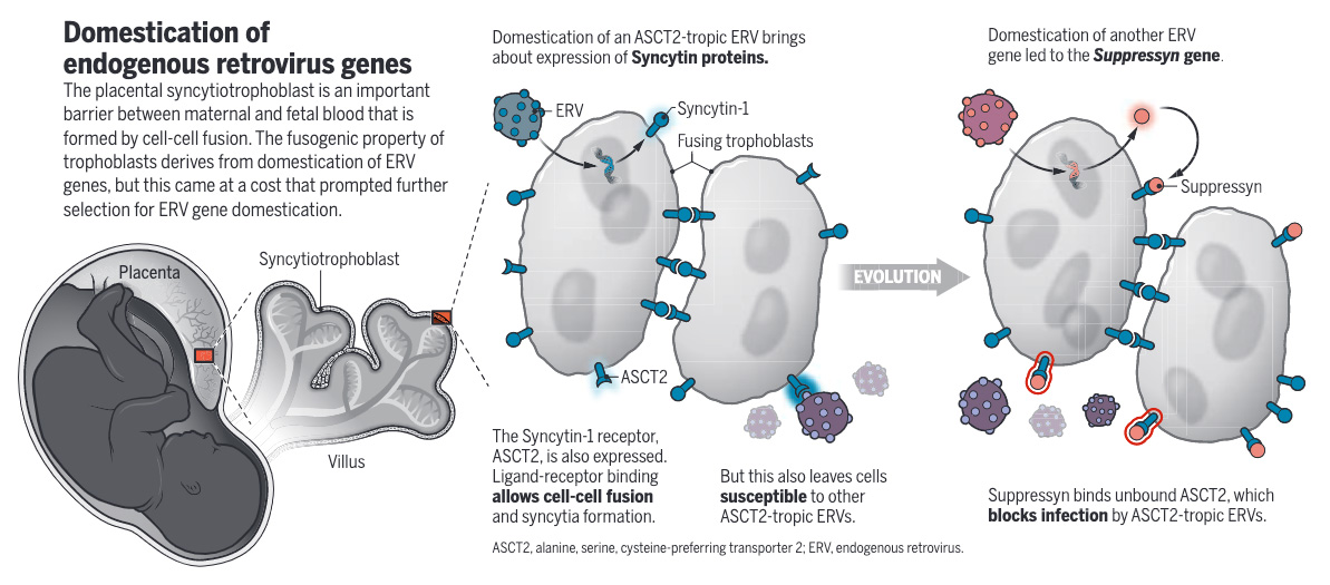 Science Visuals (@sciencevisuals) on Twitter photo The human genome harbors a large pool of endogenous retrovirus-derived genetic elements, researchers report in <a href="/ScienceMagazine/">Science Magazine</a>, some of which may have evolved to protect against zoonotic viruses.
📄: scim.ag/FD
#SciencePerspective: scim.ag/FE The human genome harbors a large pool of endogenous retrovirus-derived genetic elements, researchers report in <a href="/ScienceMagazine/">Science Magazine</a>, some of which may have evolved to protect against zoonotic viruses.
📄: scim.ag/FD
#SciencePerspective: scim.ag/FE