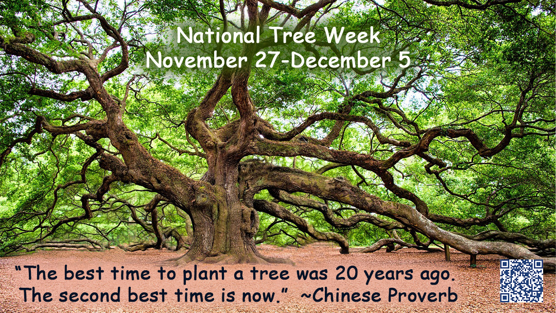 Instead of buying a cut tree for the holidays, why not buy one in a pot and then plant it later?

#natioanltreeweek #thewritebrandawareness  zcu.io/rDW