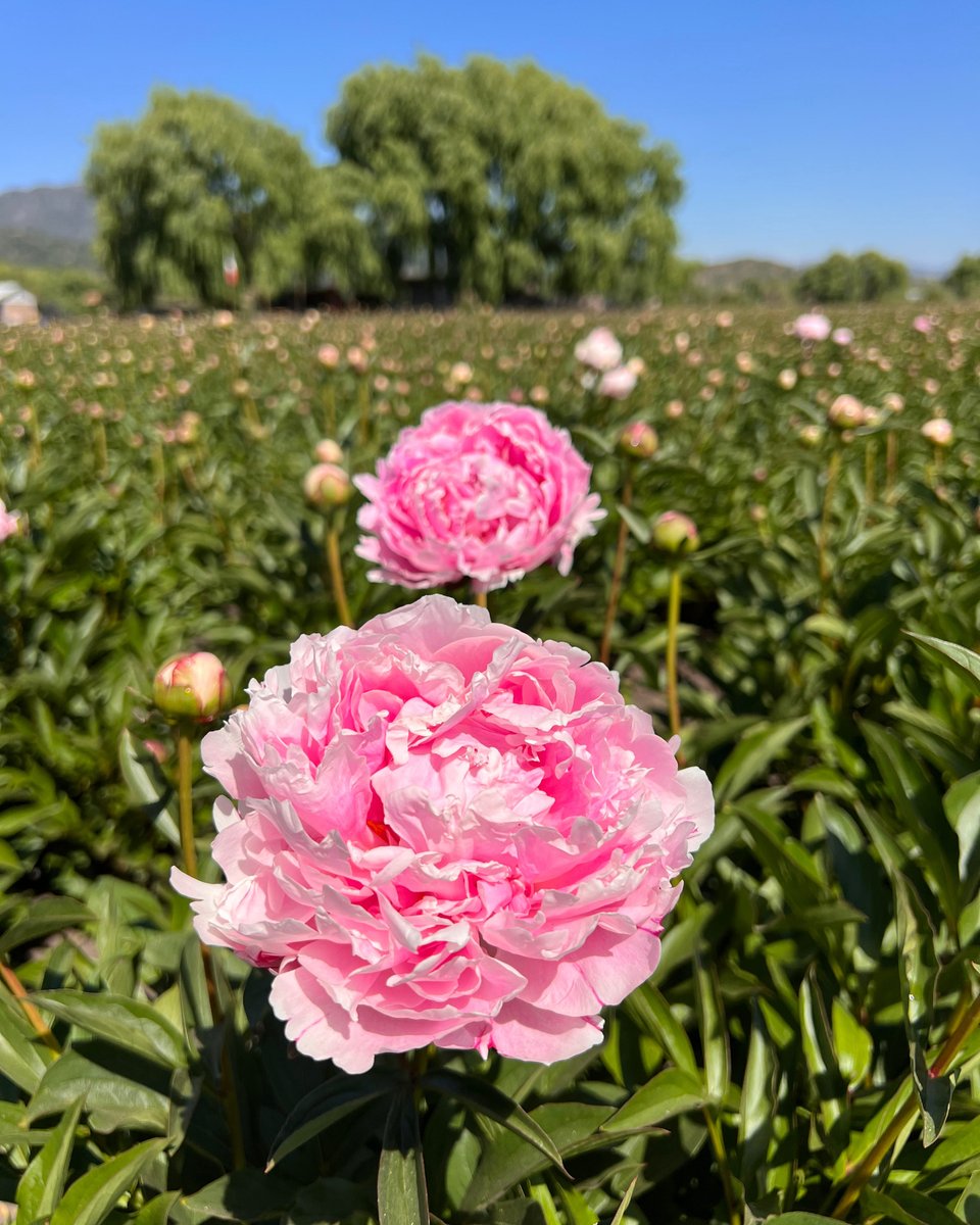UrbanStems's tweet photo. Photos straight from the peony farm ✨ Order your limited-edition winter peonies while supplies last! // #sendhappy #peonies
Shop Peonies: https://t.co/7fZzBAiF2n https://t.co/50cZT0w9Yw