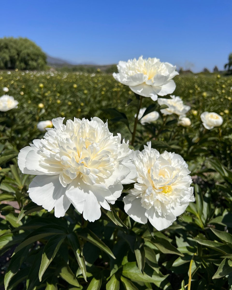 UrbanStems's tweet photo. Photos straight from the peony farm ✨ Order your limited-edition winter peonies while supplies last! // #sendhappy #peonies
Shop Peonies: https://t.co/7fZzBAiF2n https://t.co/50cZT0w9Yw