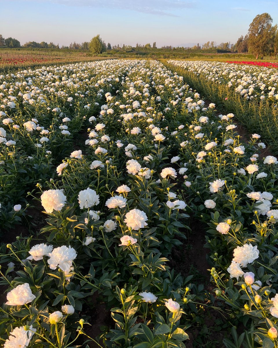 UrbanStems's tweet photo. Photos straight from the peony farm ✨ Order your limited-edition winter peonies while supplies last! // #sendhappy #peonies
Shop Peonies: https://t.co/7fZzBAiF2n https://t.co/50cZT0w9Yw