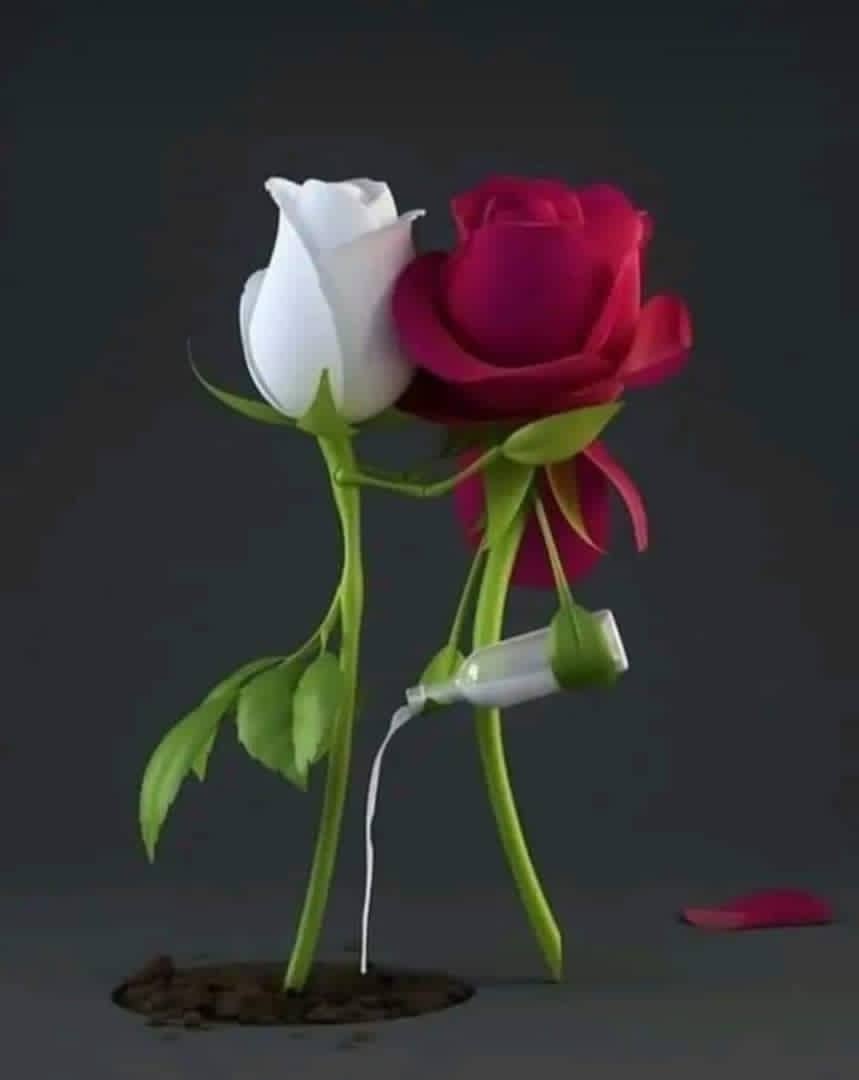 Aboho073's tweet photo. دا زما خاوري ايري ژوند پکي ست�� نيازبينه مينه
لکه ګل وي چا ټومبلى په ريښي ريښي پګړئ کي https://t.co/spMpp3U9Ir