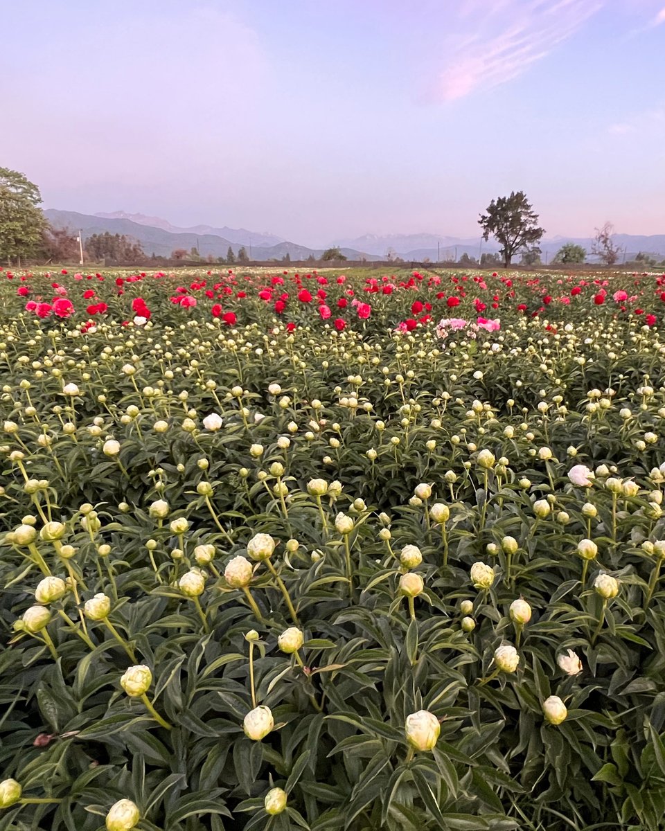 UrbanStems's tweet photo. Photos straight from the peony farm ✨ Order your limited-edition winter peonies while supplies last! // #sendhappy #peonies
Shop Peonies: https://t.co/7fZzBAiF2n https://t.co/50cZT0w9Yw