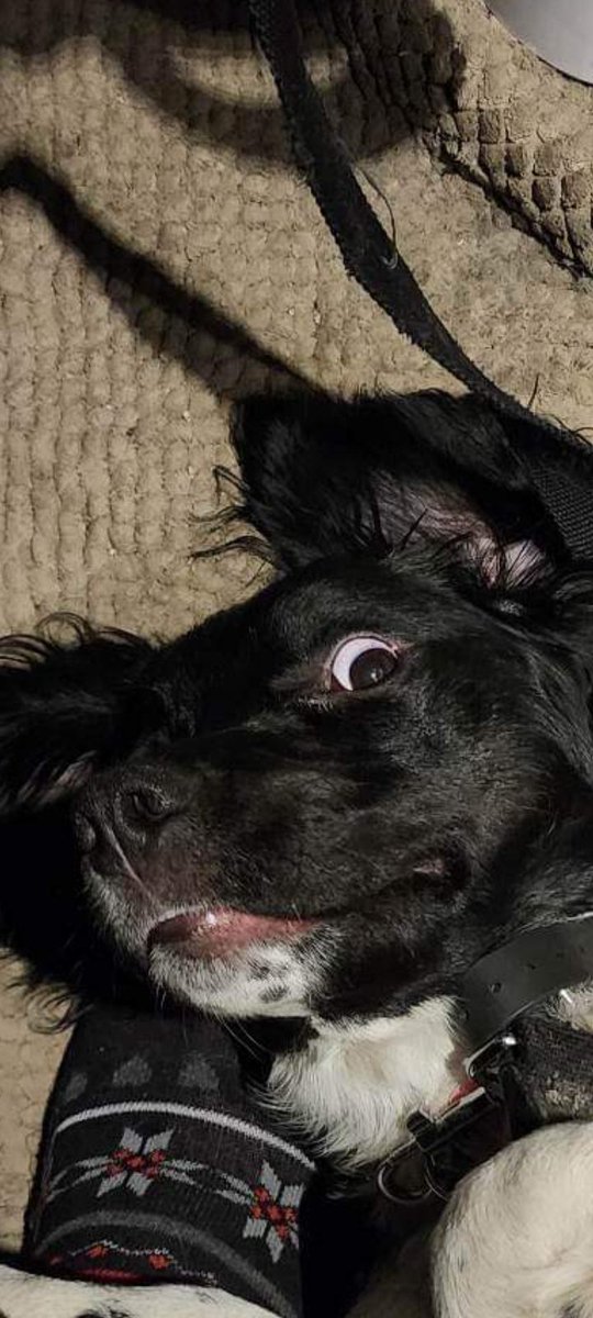 ProParanormal's tweet image. Puppy love for a Sunday morning! 🐕❤️