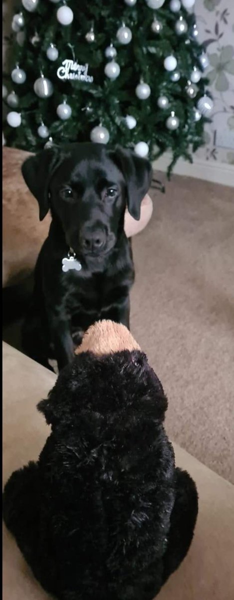 SparklesStacy's tweet photo. Xmas 2021 vs today! Where has my dinky Henry gone.
#puppyspam #HenrytheLab #DogsofTwittter #dogxmas https://t.co/hkkD3bLnz5