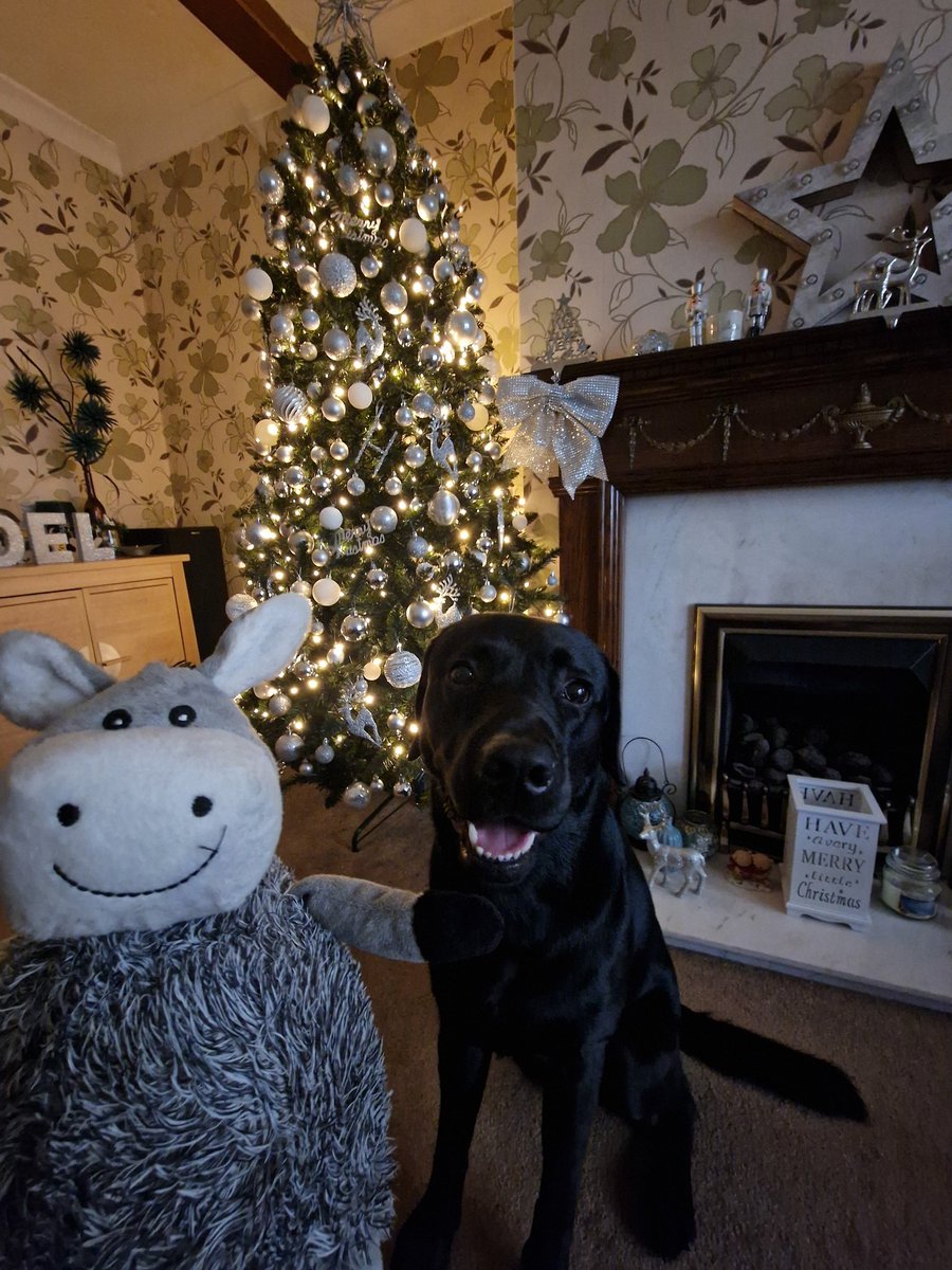 SparklesStacy's tweet photo. Xmas 2021 vs today! Where has my dinky Henry gone.
#puppyspam #HenrytheLab #DogsofTwittter #dogxmas https://t.co/hkkD3bLnz5
