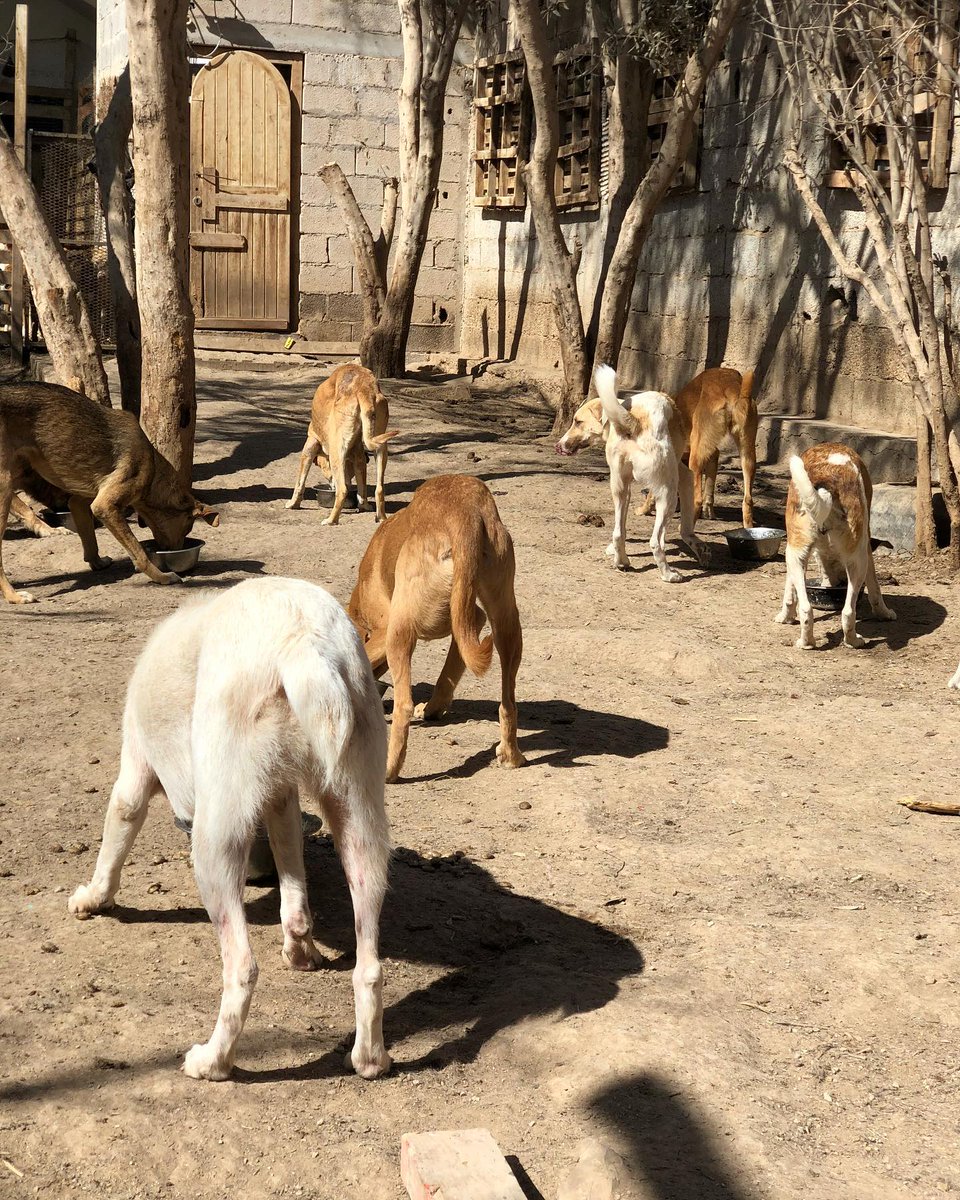 Can you help us make sure we can order another batch of food?can you help us raise 7.200eur so that we can order a month's worth and focus on rescues, on building Mektub,on getting more dogs through our TNVR program?
No donation is too small, every single bit makes a great change
