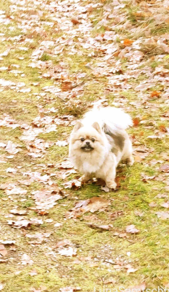 Endlich Mal wieder Wald. Natürlich nicht ohne Ball. :DOG4_02:   :DOG_PAW_5: 

pets.contact

#DogsOfTwitter
#TwitterRudel
#MastodonRudel
#FediRudel
#DogsOfMastodon
#FediDogs
#FediAnimals
#Pomeranian
#Zwergspitz
#dog
#flausch