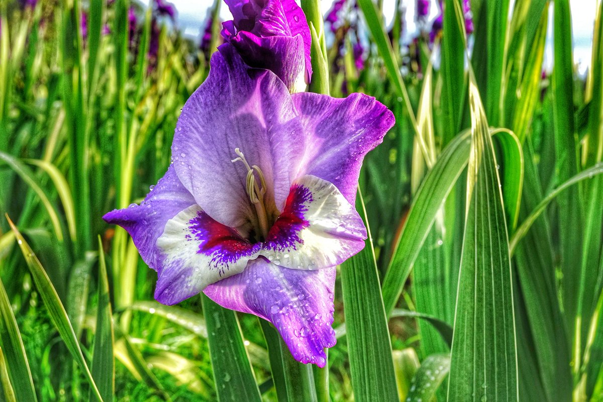 Let us live like flowers, wild and beautiful and drenched in the sun.

#KarissasKaptures #HollandRidgeFarms #Gladiolus #GladiolusFlower #SimplyNJShots #NJInBloom #njbirdsandblooms #Just_NewJersey #bestofusa_flowers #FallIsMyFavoriteSeason #HoldingOnToFall #gardenstateadventures