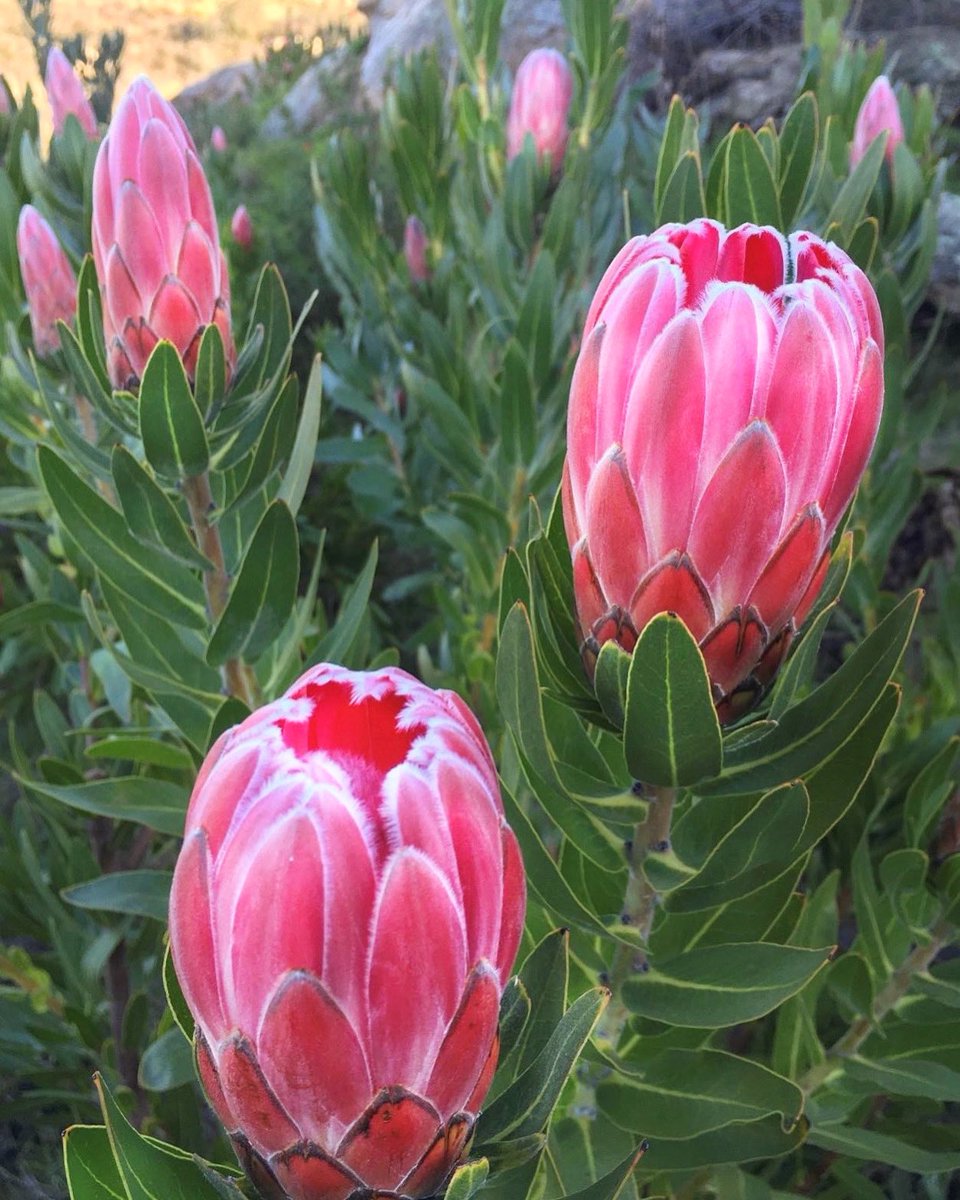 DianaR_Resendiz's tweet photo. Seasonal shelf inspiration,served 🌷🌷🌷
#inspiredbynature #fynbos #protea #compacta #winterfaves #cagrown https://t.co/nhXiqbwUNB