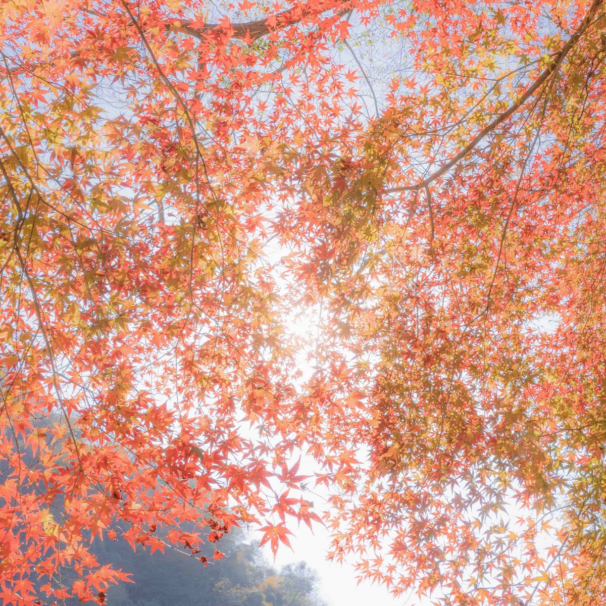 die__hardman's tweet photo. 秋深き
隣は何を
する人ぞ
#秋味
#紅葉
#もみじ https://t.co/fuN6AZzPci