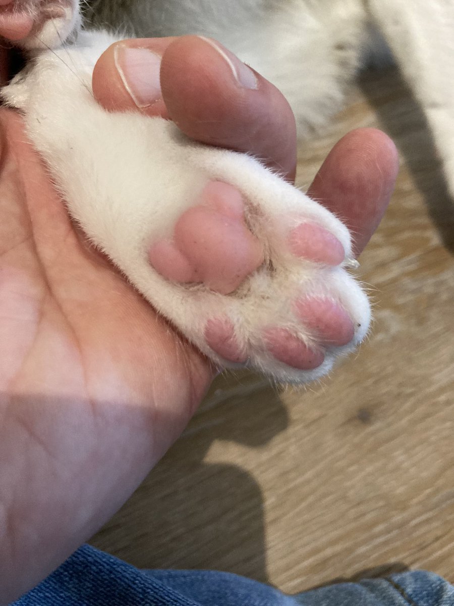 LuigiTheTweak's tweet photo. #beanposting https://t.co/vOI6toasoA