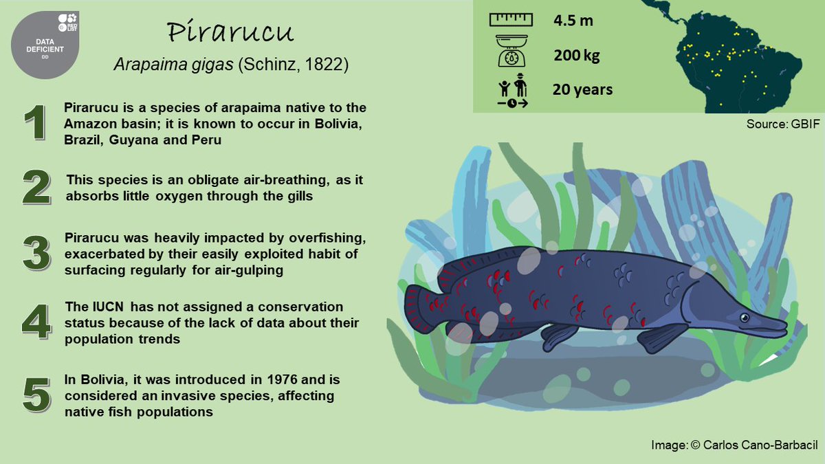 canobarbacil's tweet photo. Did you know the pirarucu? π It is native to the Amazon basin and one of the most iconic #megafish. Take a look of these #5FishFacts for today's #SundayFishSketch
#sciart #scifish #scicomm https://t.co/gGf8xD434D