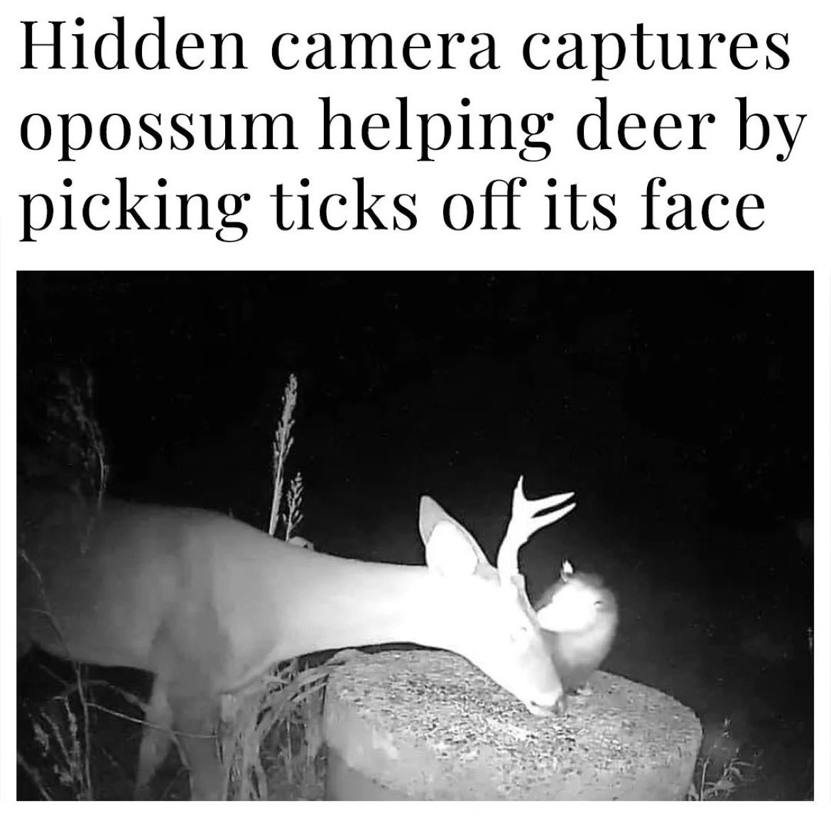 Danielle_Elwood's tweet photo. Repost from @globalpositivenews
•
Opossums can eat up to 5000 ticks in a 2-3 month period, and are resistant to rabies due to their low body temperature. Excellent allies in curbing lyme disease.

Trappers don't like them because they trigger traps set for other animals. https://t.co/IEB4SOmgPN