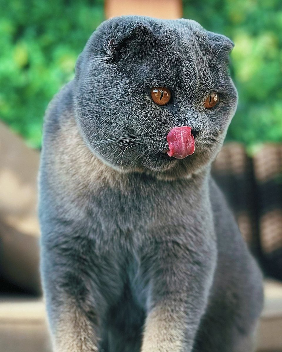 funnycatsreact1's tweet photo. Cute cat🤣😇
From:IG:@mickey.22ra
#cat #CatsOfTwitter #Caturday https://t.co/0y3coFtXFF