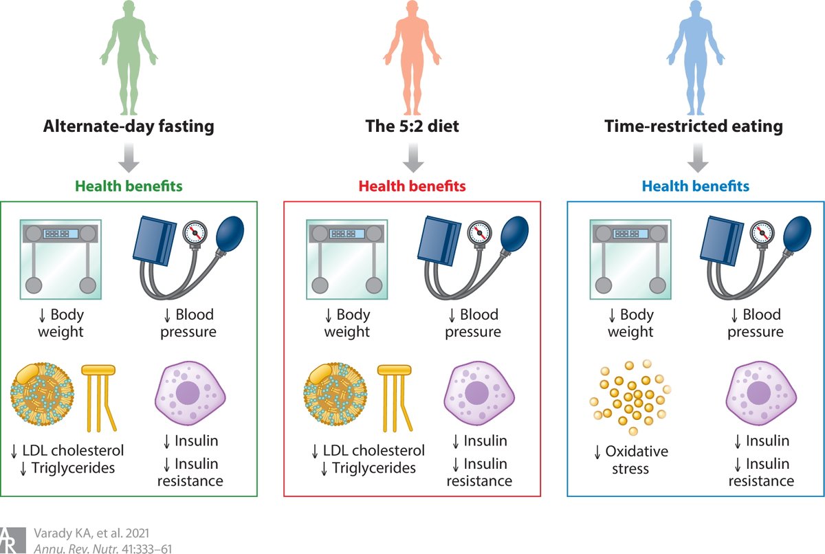 RahelDietitian's tweet photo. Intermittent fasting reduces oxidative stress as your cells produce fewer free radicals.
Free radical damage contributes to chronic disease including metabolic syndrome; diabetes, hypertension and obesity.#intermittentfasting #WHstrong #weightloss #nutrition #keto #womenshealth https://t.co/d3TxtE61A0
