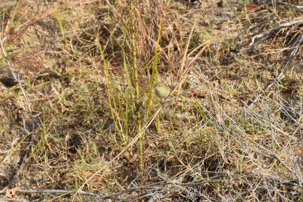 Guillem Coll Canals tweet media