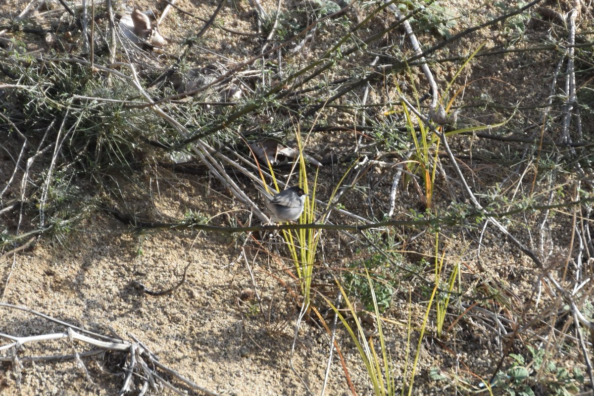 Guillem Coll Canals tweet media