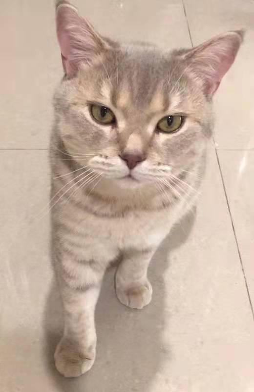 哈哈哈，两脚猫
#猫猫