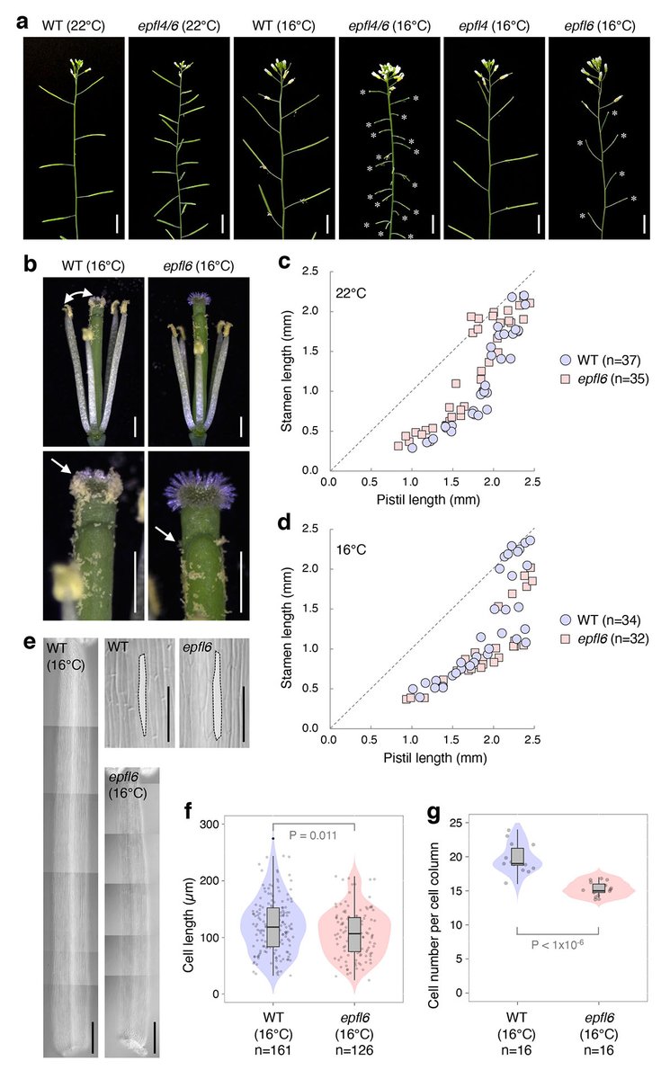 Stomata_Tweets's tweet photo. Published in @PlantCellEnvir
~how signaling peptides coordinate anther-pistil growth. Congrats, Naoyuki🌸🌱
"EPFL peptide signaling ensures robust self-pollination success under cool temperature stress by aligning the length of the stamen and pistil"
https://t.co/sUDxuRcYjk https://t.co/1Zj3u4FlqO
