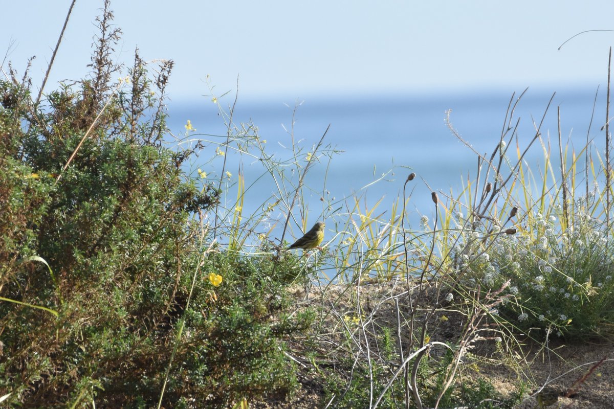 Guillem Coll Canals tweet media