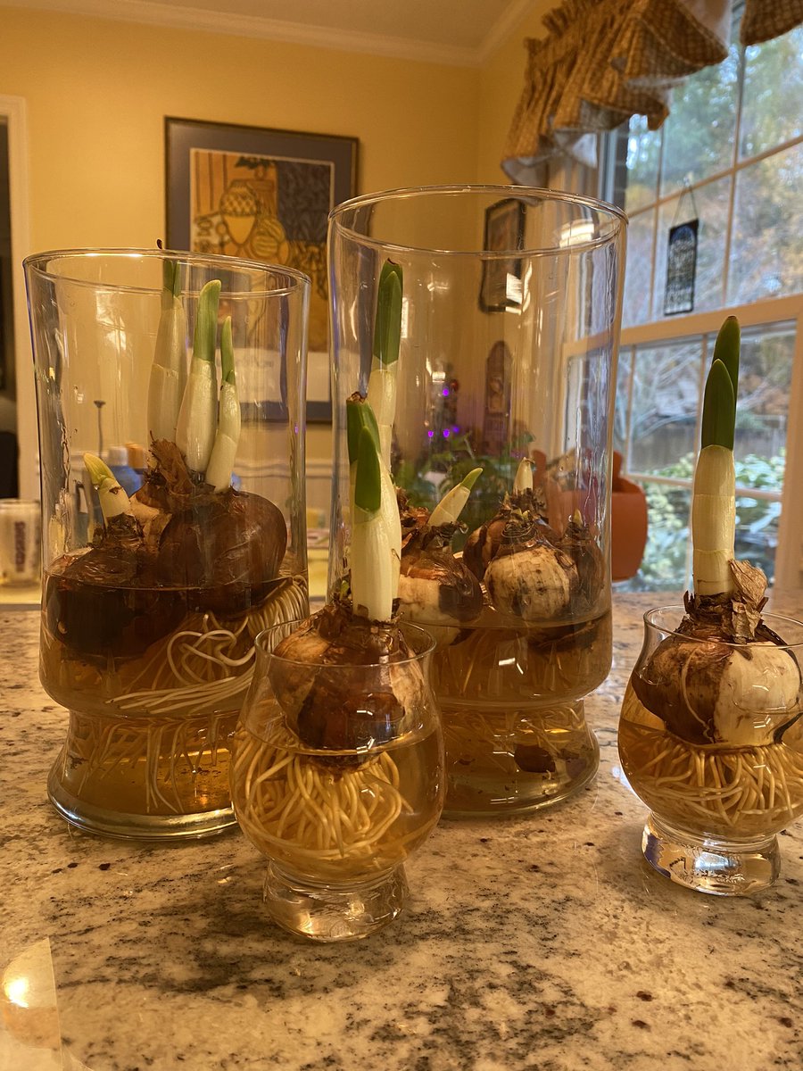 Darlene2Brown's tweet photo. Paper white bulbs from #mitchellhardware, 9 days in. https://t.co/oFtguamKKM