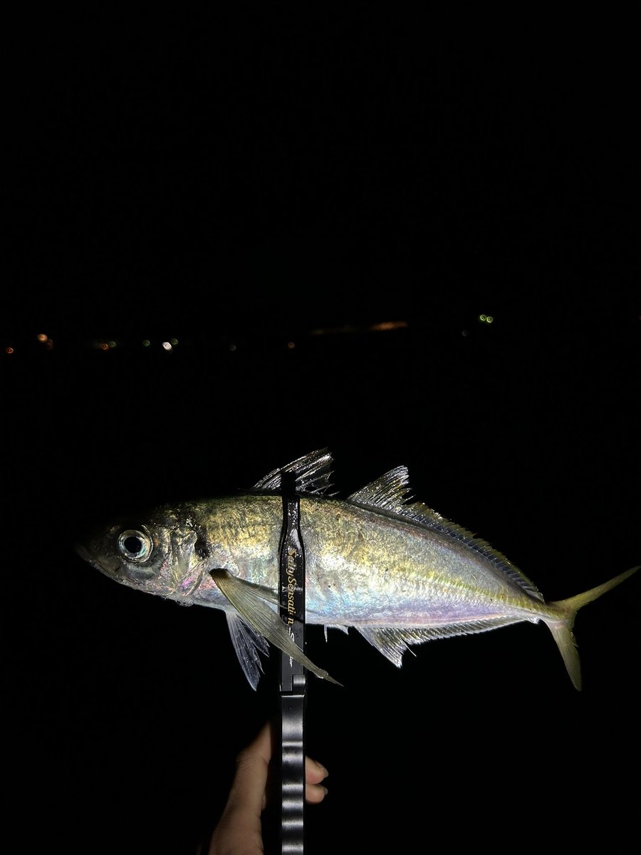 kagawaAngler007's tweet photo. ジグ単アジング🎣

仕入れ完了🫡

ちょっとパターンハメ損ねたけど自己新の35cmもでて🙆‍♂️

イージーシェイカー3.5丸呑み拝めました🙇‍♂️

#エバーグリーンインターナショナル 
#ケイテック
 #イージーシェイカー
 #ジャコヘッドtg https://t.co/fvBzhJcjm9