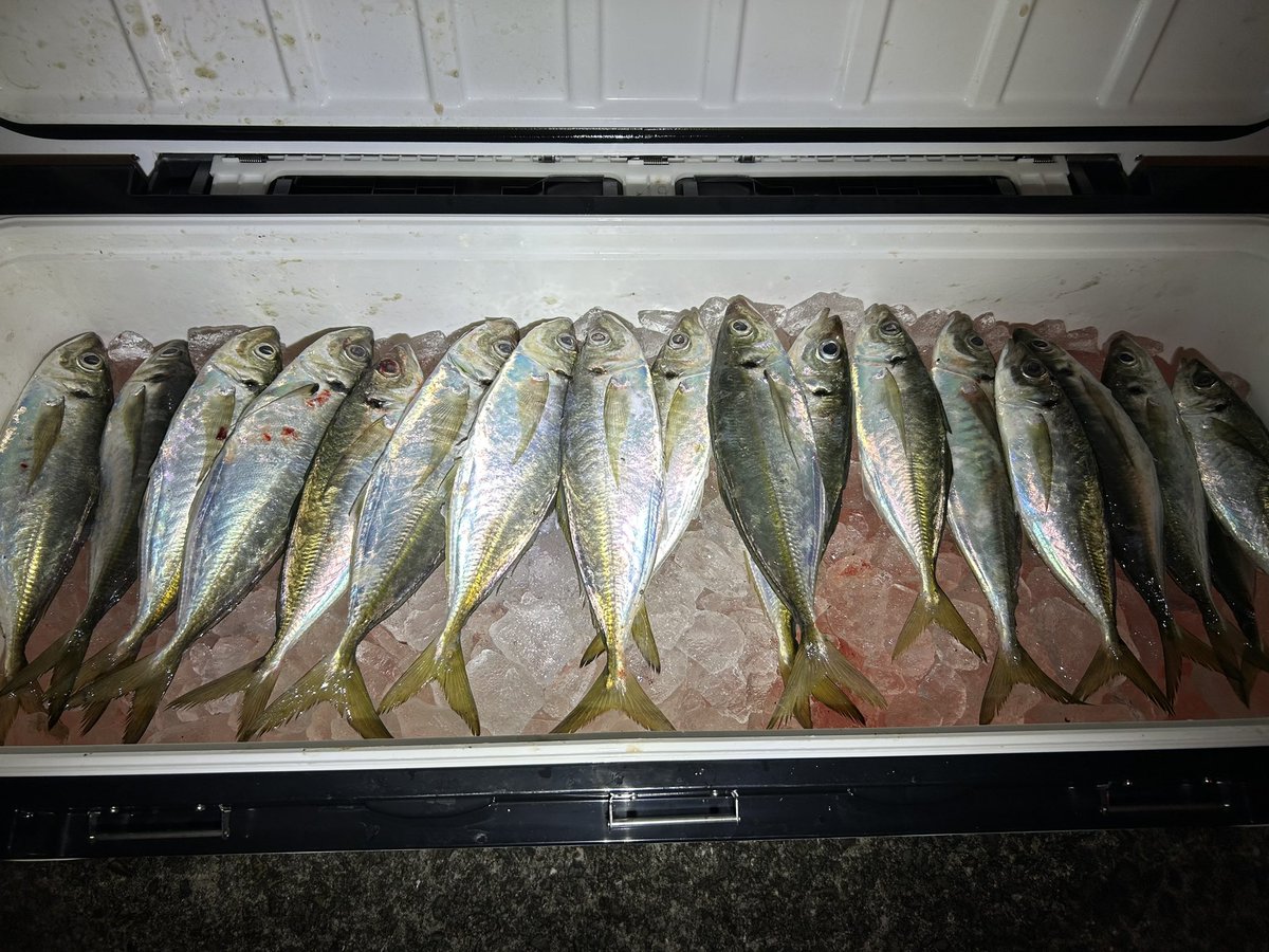 kagawaAngler007's tweet photo. ジグ単アジング🎣

仕入れ完了🫡

ちょっとパターンハメ損ねたけど自己新の35cmもでて🙆‍♂️

イージーシェイカー3.5丸呑み拝めました🙇‍♂️

#エバーグリーンインターナショナル 
#ケイテック
 #イージーシェイカー
 #ジャコヘッドtg https://t.co/fvBzhJcjm9