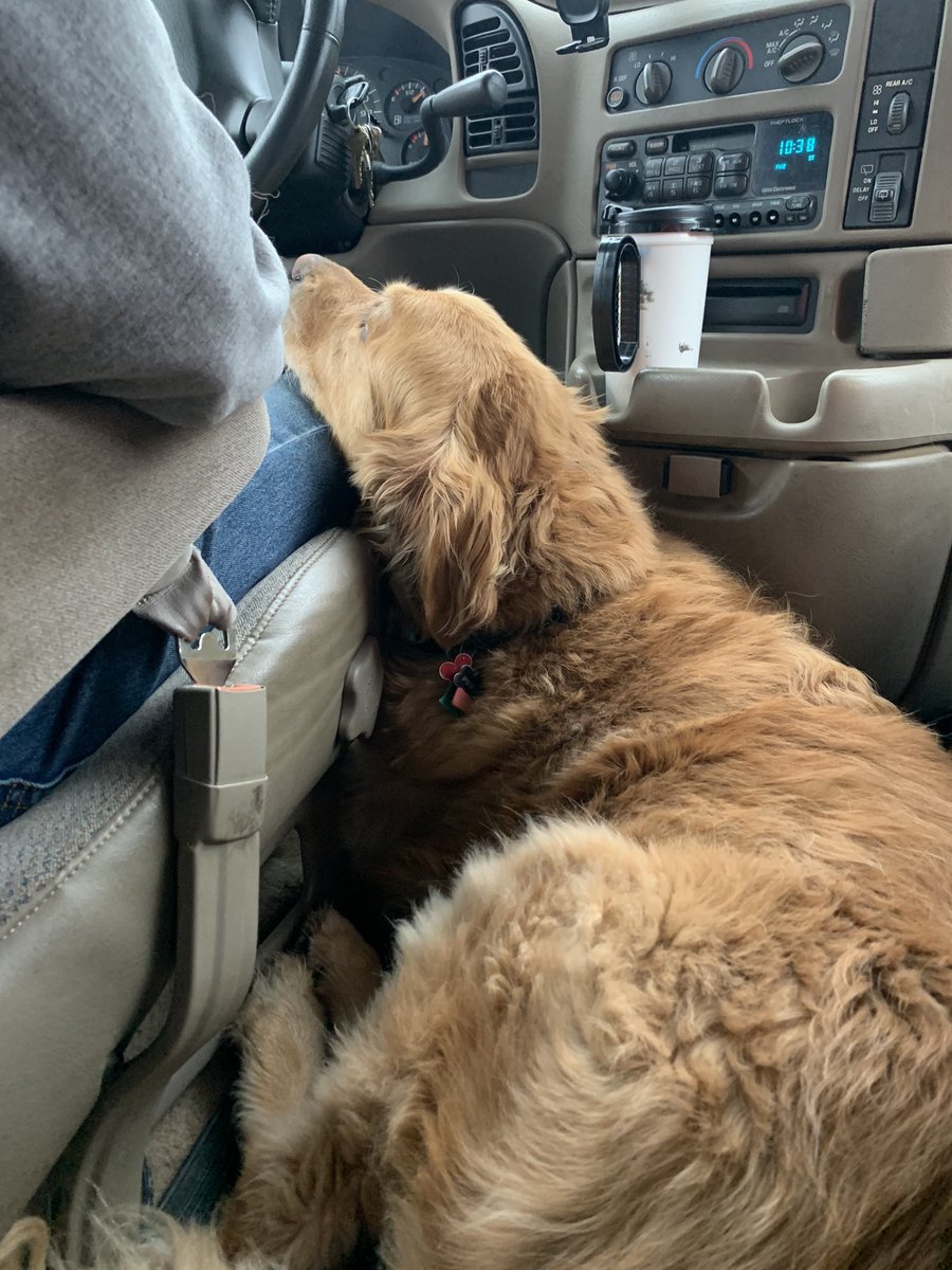 JessRoby3's tweet photo. Appreciation tweet for my dog😭 #cnusocialmedia https://t.co/ocYk332onb