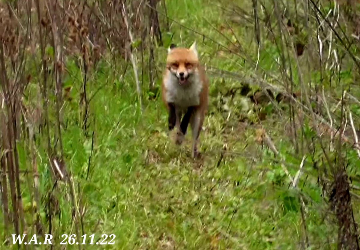 Weymouthanimalr's tweet photo. South Dorset Hunt Meet at Dewlish.  The usual road chaos, 1 hound hit, but 2 Foxes seen to safety. This hunt is a total shambles. 
#huntsabs
https://t.co/sVP4wgijDq https://t.co/nnKAA8cBiE