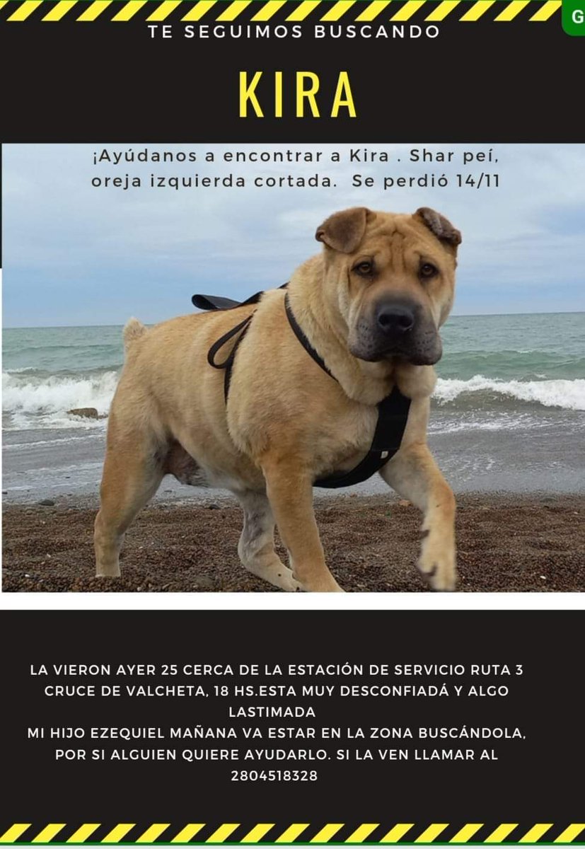 niunomasVP's tweet photo. AYUDEMOS A KIRA!
Tuvo un accidente el 14/11 en la ruta N3, a la altura de Sierra Grande RIO NEGRO. 
Su familia no para de buscarla, mañana vuelven al lugar donde se vio por última vez(cruce de valcheta) 
CONTACTO: 2804518328
RTRTRTRT🙏 https://t.co/3mhf8vNA0G
