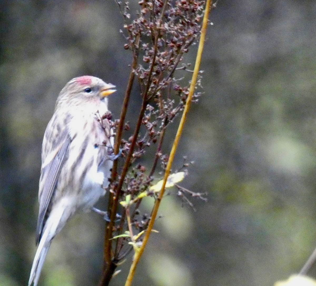 Nice Redpoll today #chilterns #naturereserve #oxon #bbowt #chilternhills #thechilterns #finch #wintervisitor #migrant #redpoll <a href="/BBOWT/">BBO Wildlife Trust</a> #warburg