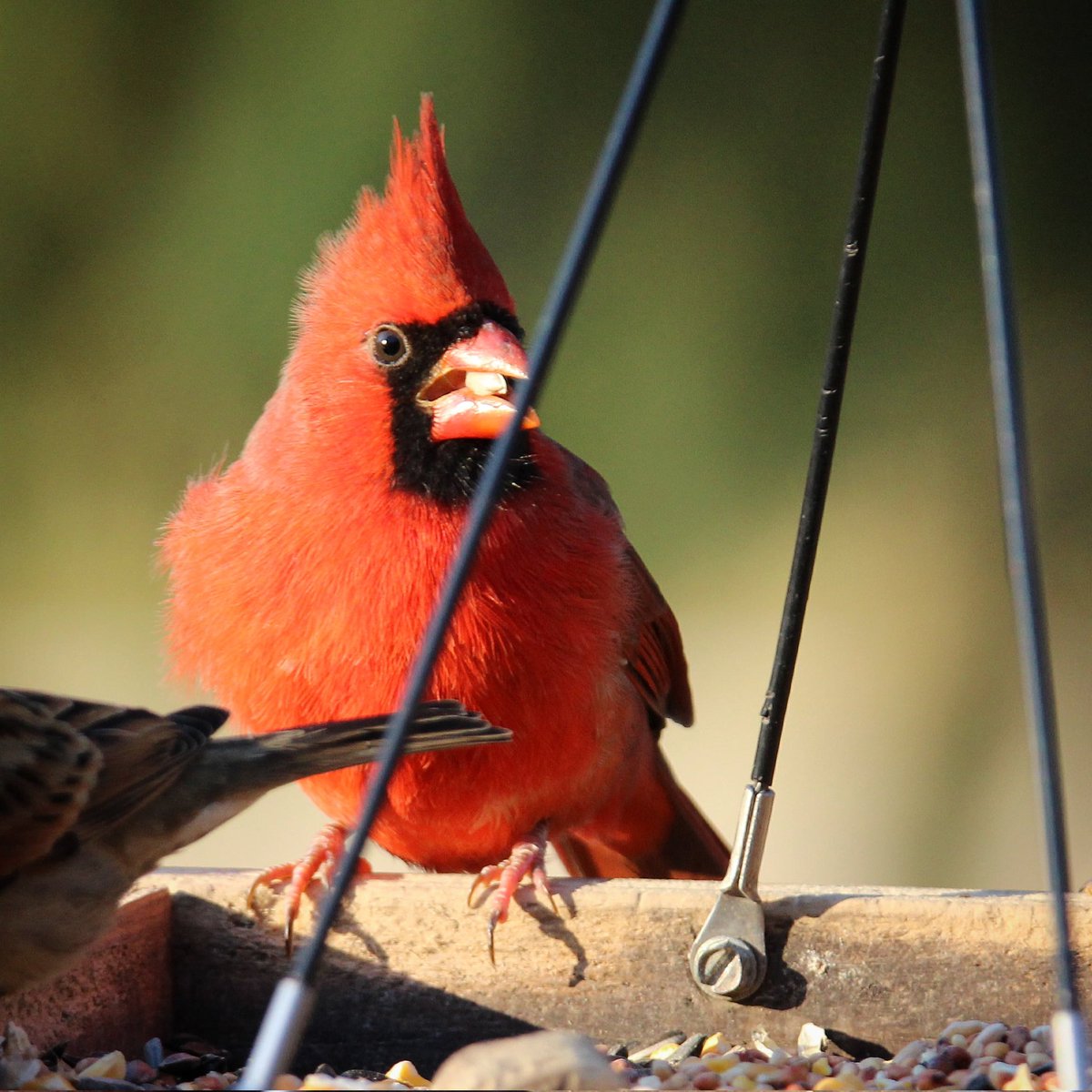 birdhouse_love's tweet photo. Sunflower seeds are an all-time favorite but cracked corn comes in a close second...
#cardinals #cardinal #birdworld #birdloversclub #birdlovers #birdfeeding #birdwatchersdaily #birdwatcher #birdloversdaily #birdlife #birdfeed #crackedcorn https://t.co/pY2IlEHsZy