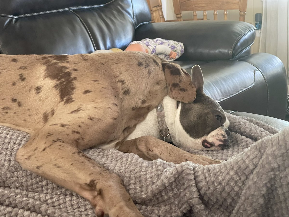 It only took a week and now the alpha female #bostonterrier I have is letting the new Great Dane puppy lay on top of her. Last week she would bite him for looking at her to long. If you are looking to introduce a new puppy check out our post bostonterriernation.com/how-to-introdu… #pets #dogs