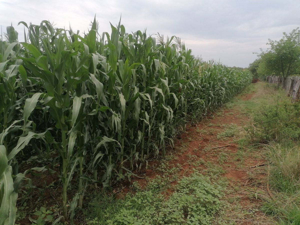 uphiribakithi's tweet photo. Moving towards Conservative Agriculture as we embrace Agriculture Innovative System (AIS) . #wefallwerise https://t.co/S157OSpzEG