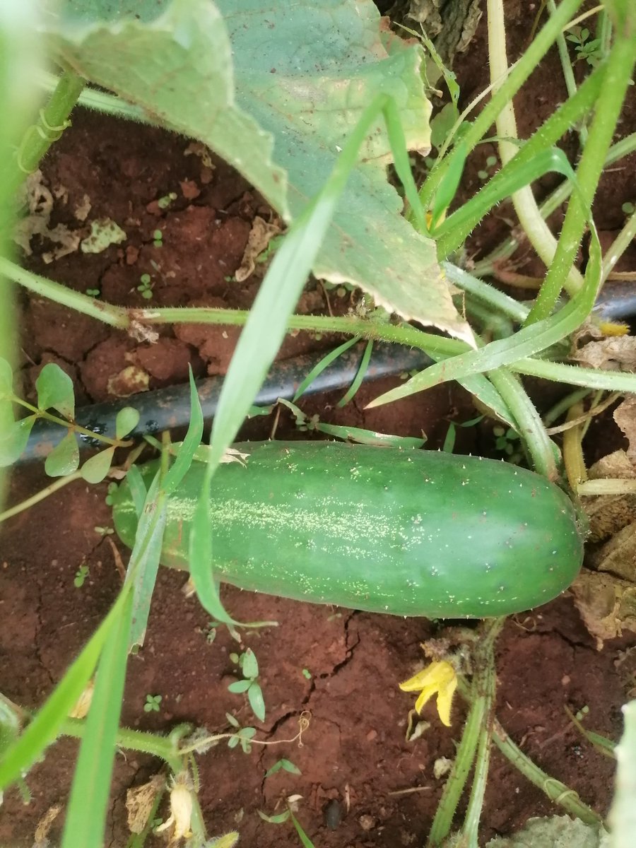 uphiribakithi's tweet photo. Moving towards Conservative Agriculture as we embrace Agriculture Innovative System (AIS) . #wefallwerise https://t.co/S157OSpzEG