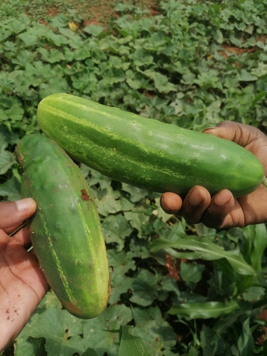 uphiribakithi's tweet photo. Moving towards Conservative Agriculture as we embrace Agriculture Innovative System (AIS) . #wefallwerise https://t.co/S157OSpzEG