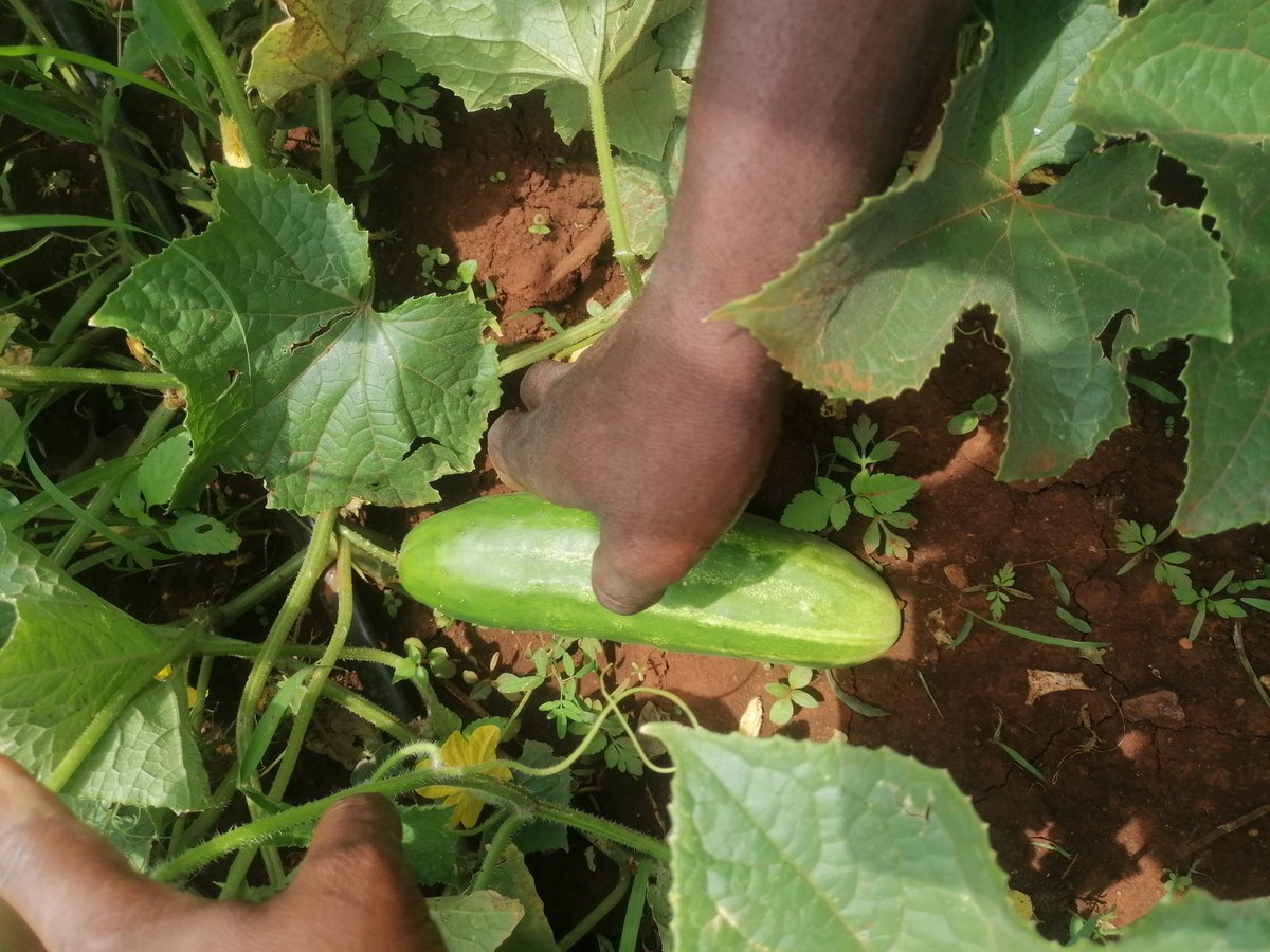 uphiribakithi's tweet photo. Moving towards Conservative Agriculture as we embrace Agriculture Innovative System (AIS) . #wefallwerise https://t.co/S157OSpzEG
