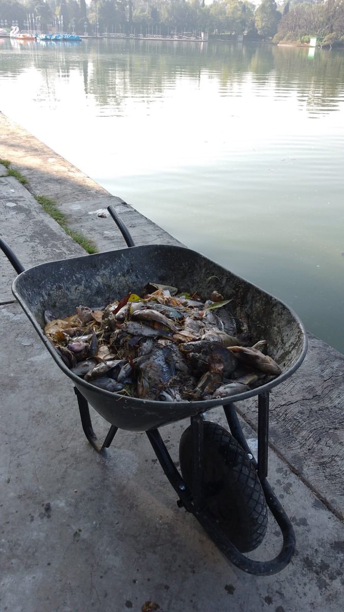 HomeroGT's tweet photo. Qué está pasando en el lago de Chapultepec?… fotos de peces muertos por todos lados @ChapultepecCDMX @SEDEMA_CDMX @Claudiashein … ojo @Chertorivski @Mzavalagc @mauriciotabe https://t.co/so0BbzXkR0